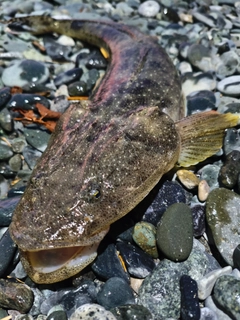 マゴチの釣果
