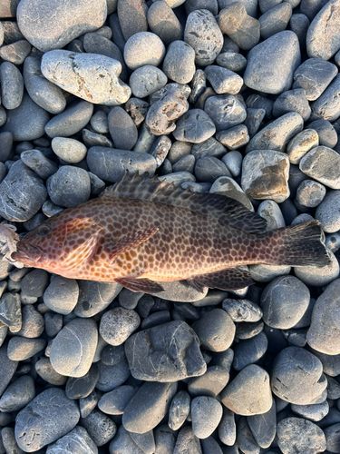 オオモンハタの釣果
