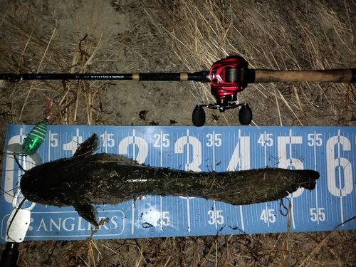 マナマズの釣果