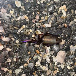 アオリイカ
