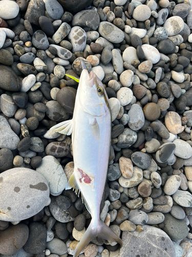 シオの釣果