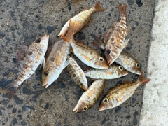 フエフキダイの釣果