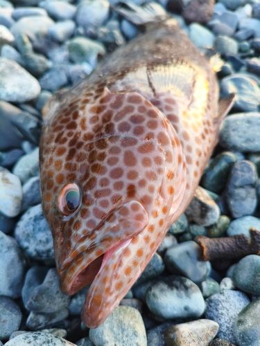 オオモンハタの釣果