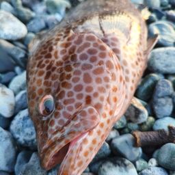 オオモンハタ