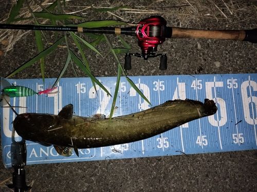 マナマズの釣果