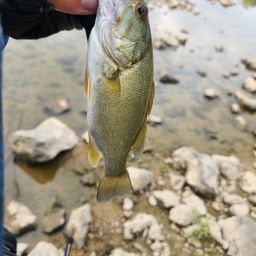 スモールマウスバス