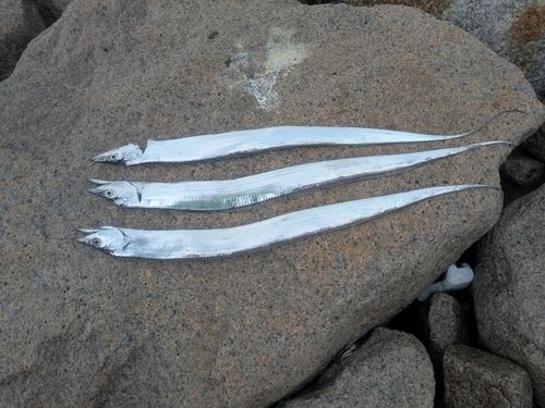 タチウオの釣果