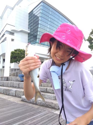 コノシロの釣果
