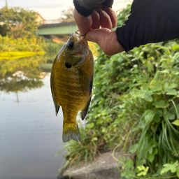 ブルーギル