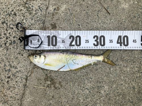 ヒラの釣果