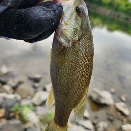 スモールマウスバス