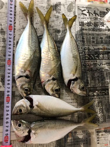 ヒラアジの釣果