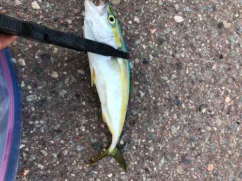 コゾクラの釣果