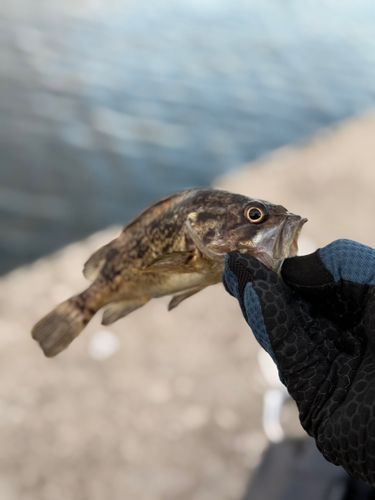 クロソイの釣果
