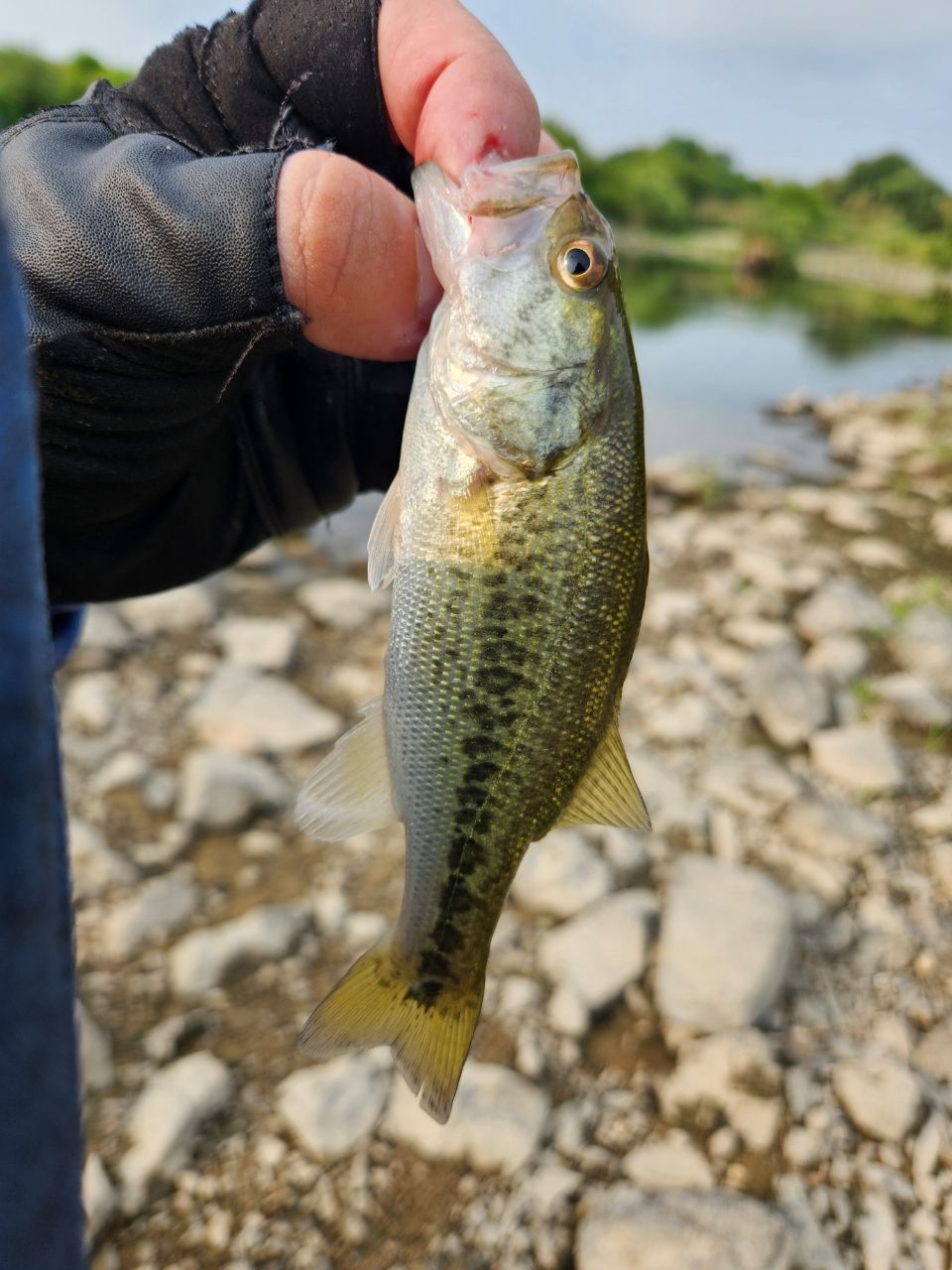 ラージマウスバス