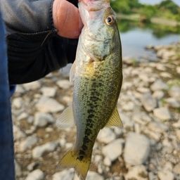 ラージマウスバス