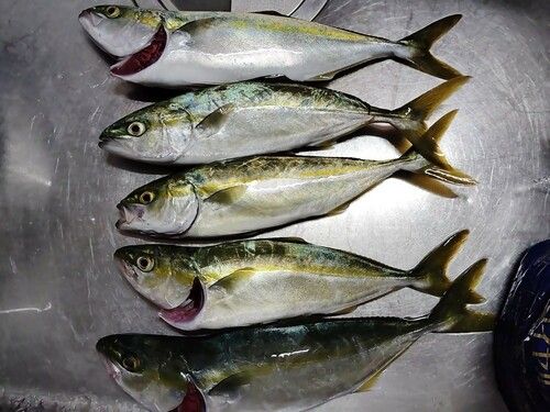 ワカシの釣果