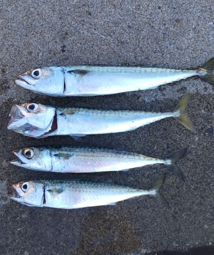 サバの釣果