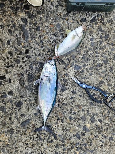 スマガツオの釣果
