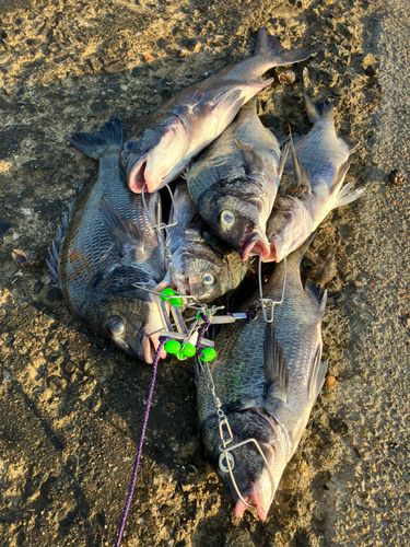 チヌの釣果