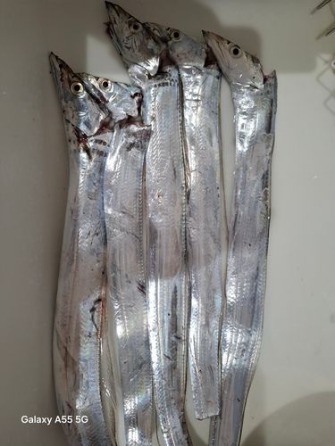 タチウオの釣果