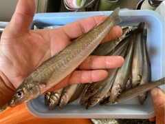 シロギスの釣果