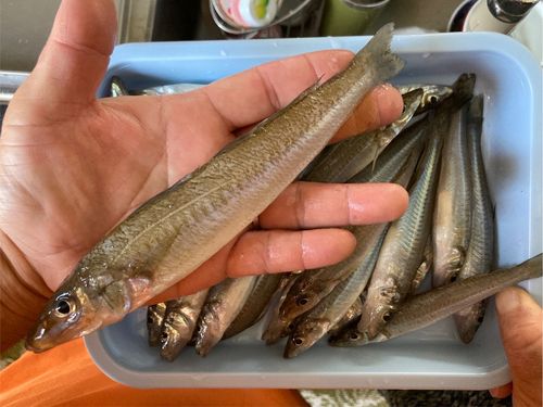 シロギスの釣果