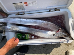 タチウオの釣果