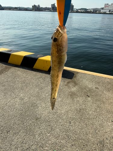 ハゼの釣果