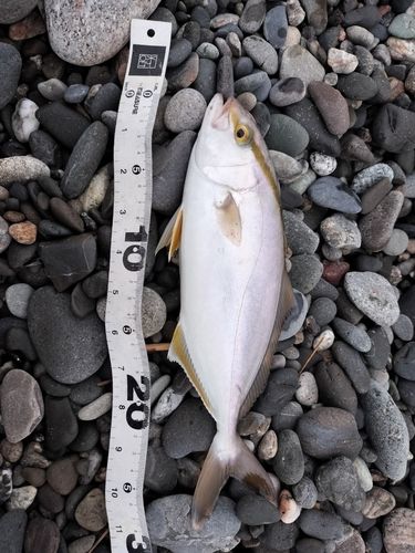 ショゴの釣果