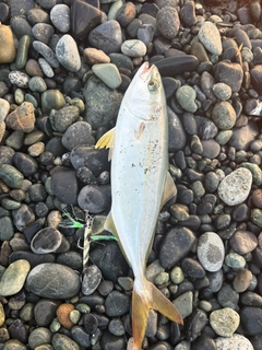 ワカシの釣果