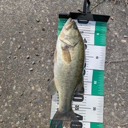 ラージマウスバス