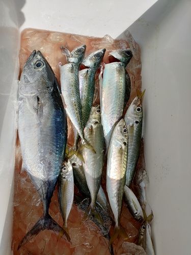 シビの釣果