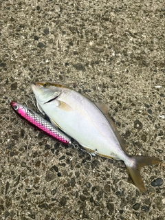 ショゴの釣果