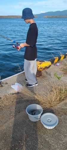 スズメダイの釣果