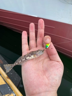 アナハゼの釣果