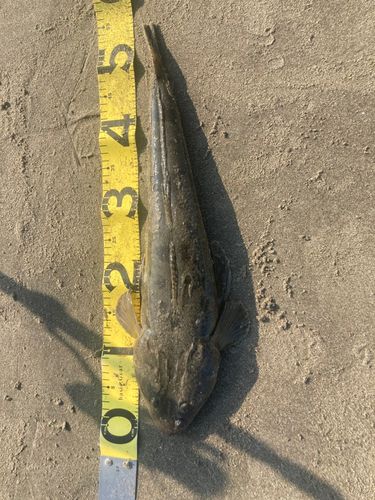 マゴチの釣果