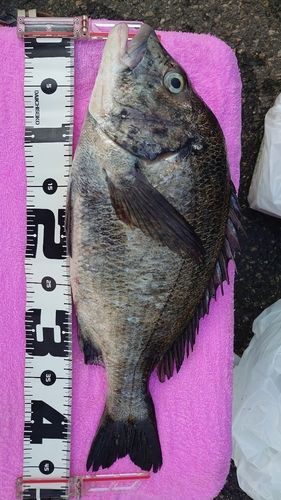 クロダイの釣果