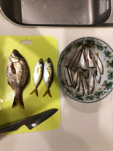 アジの釣果