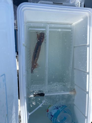 マイカの釣果
