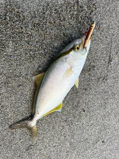ショゴの釣果