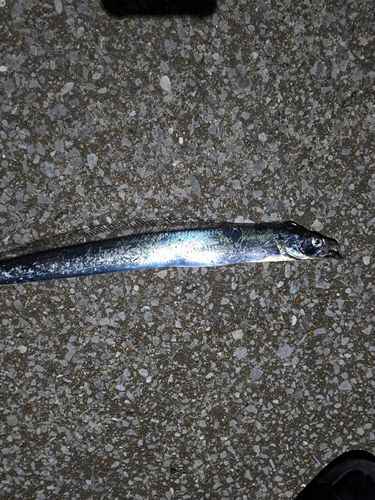 タチウオの釣果