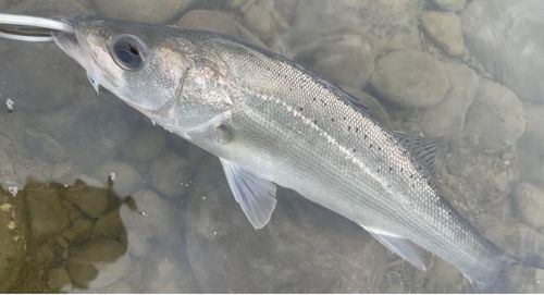 フッコ（マルスズキ）の釣果