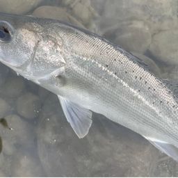 フッコ（マルスズキ）