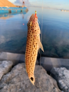 オグロトラギスの釣果