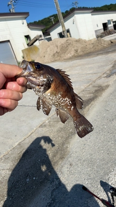 シロメバルの釣果