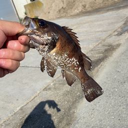 シロメバル
