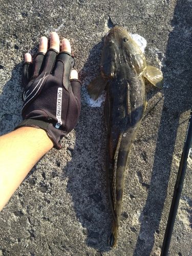マゴチの釣果