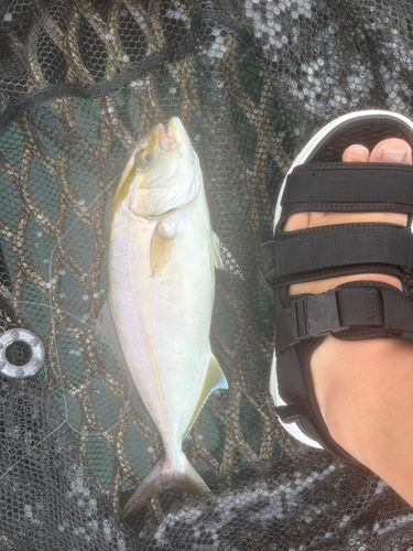 ツバスの釣果