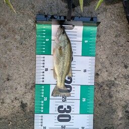 ラージマウスバス